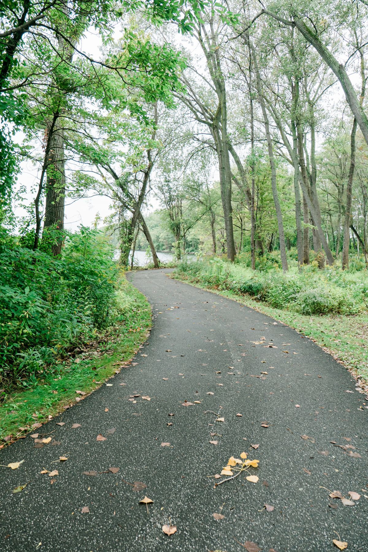 Paved greenway trail through the trees, a perk of living in Cary NC