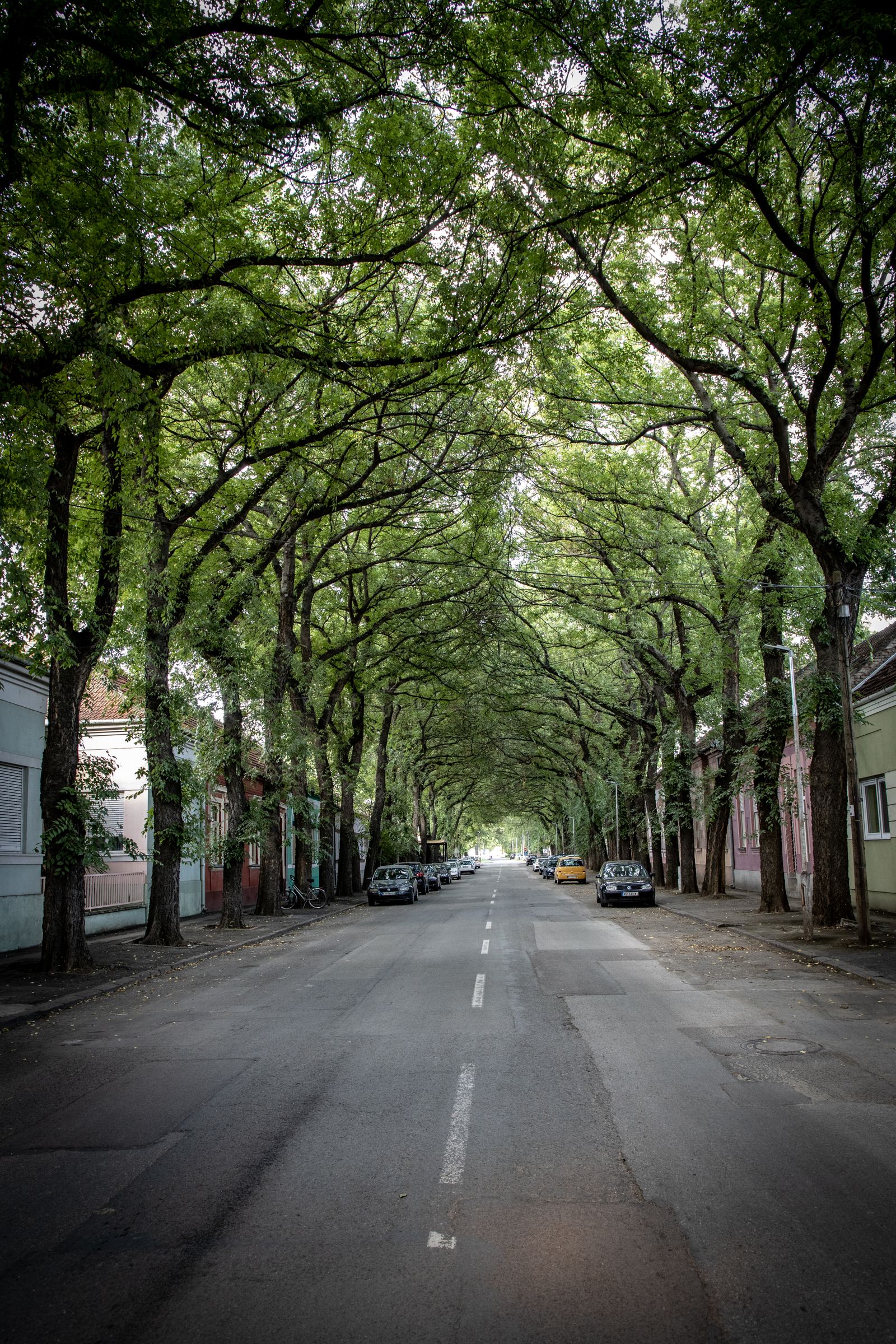 Tree-lined street in a Triangle neighborhood where buyers ask if now is a good time to buy a house